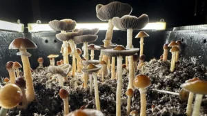 Where To Buy Weed In Dubai 2025