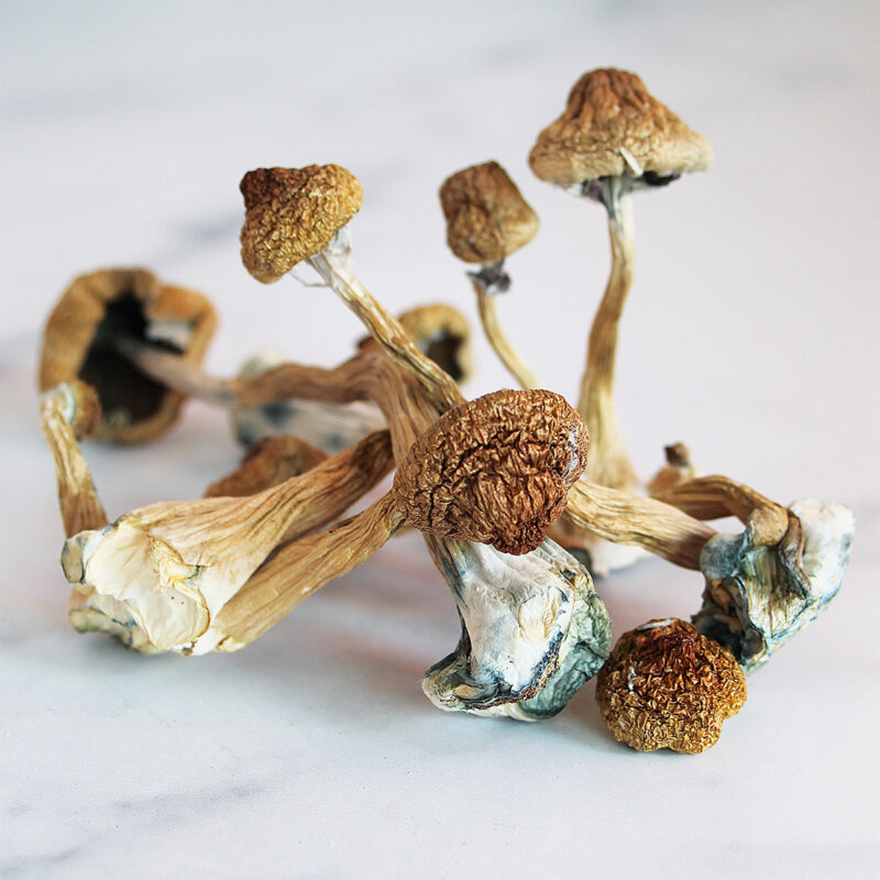 How Can I Purchase Psilocybin Truffles Online in Dubai?
